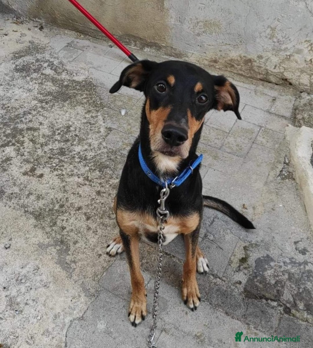 Meticcio cani in regalo: Maschietto 6anni VISSUTI TUTTI IN CASA!! SICILIA  a Città metropolitana di Milano - Annuncio 2