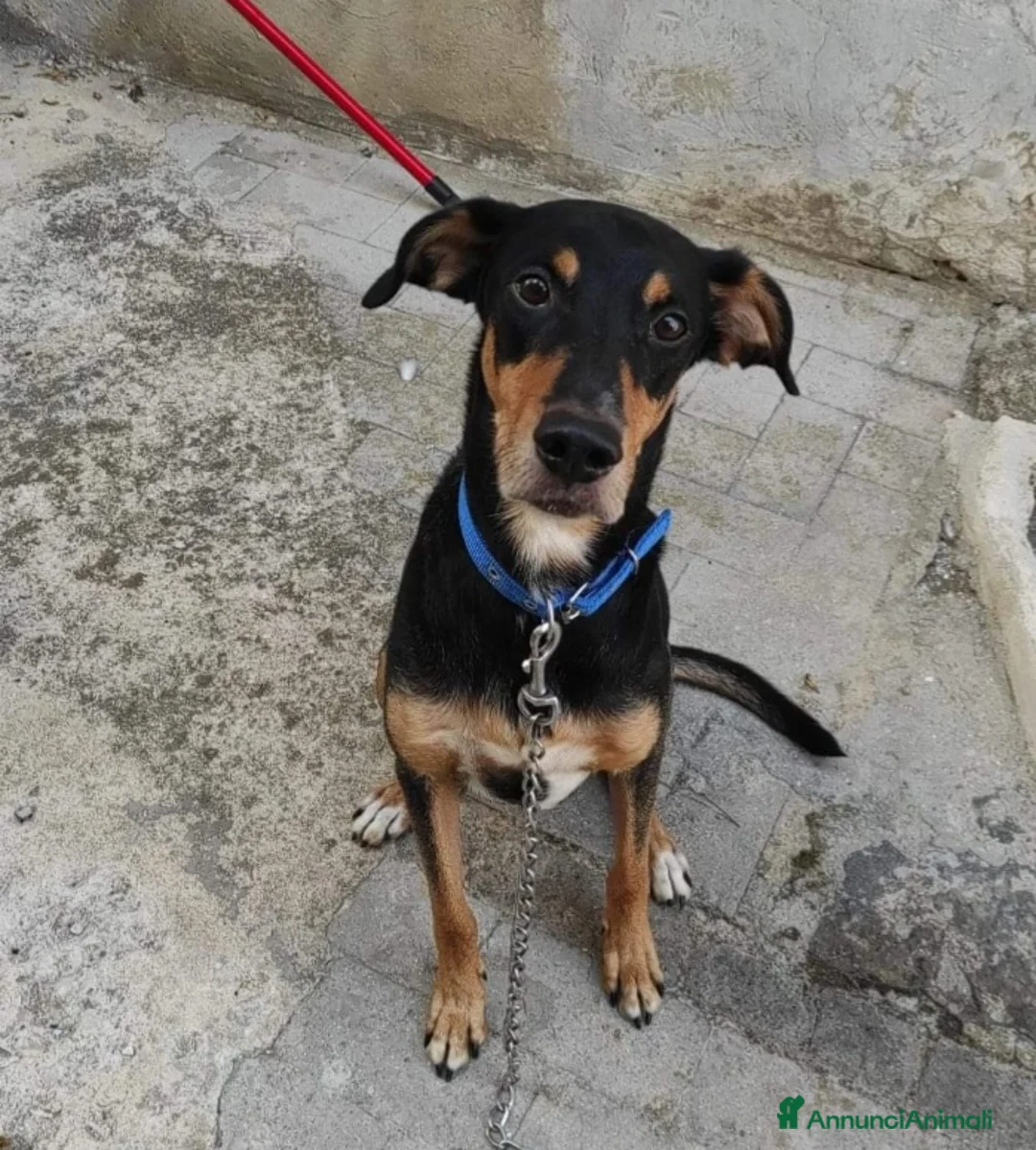 Meticcio cani in regalo: Maschietto 6anni VISSUTI TUTTI IN CASA!! SICILIA  a Città metropolitana di Milano - Annuncio 2