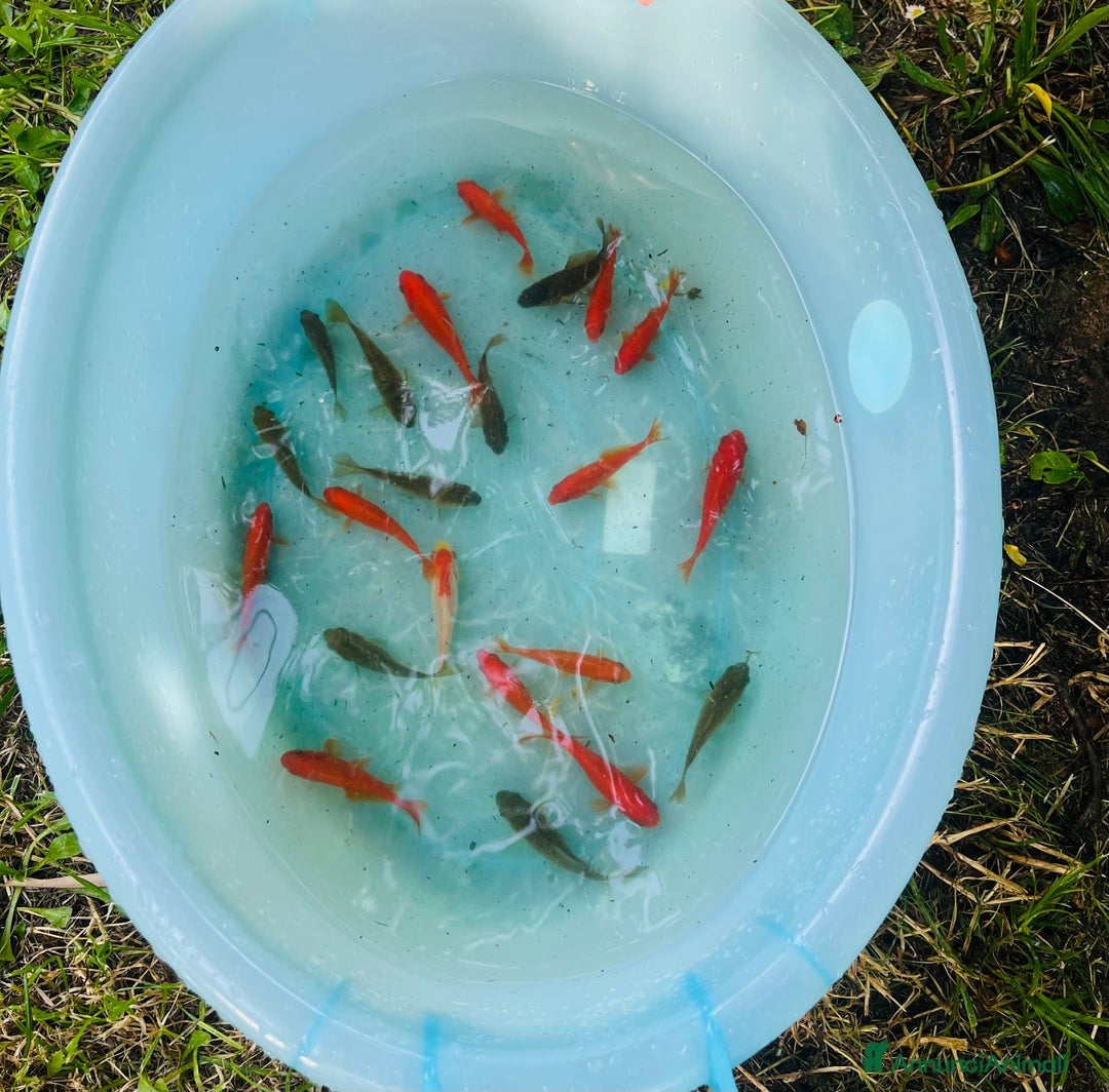 Altre razze gatti in vendita: Pesci rossi  - Annuncio 2