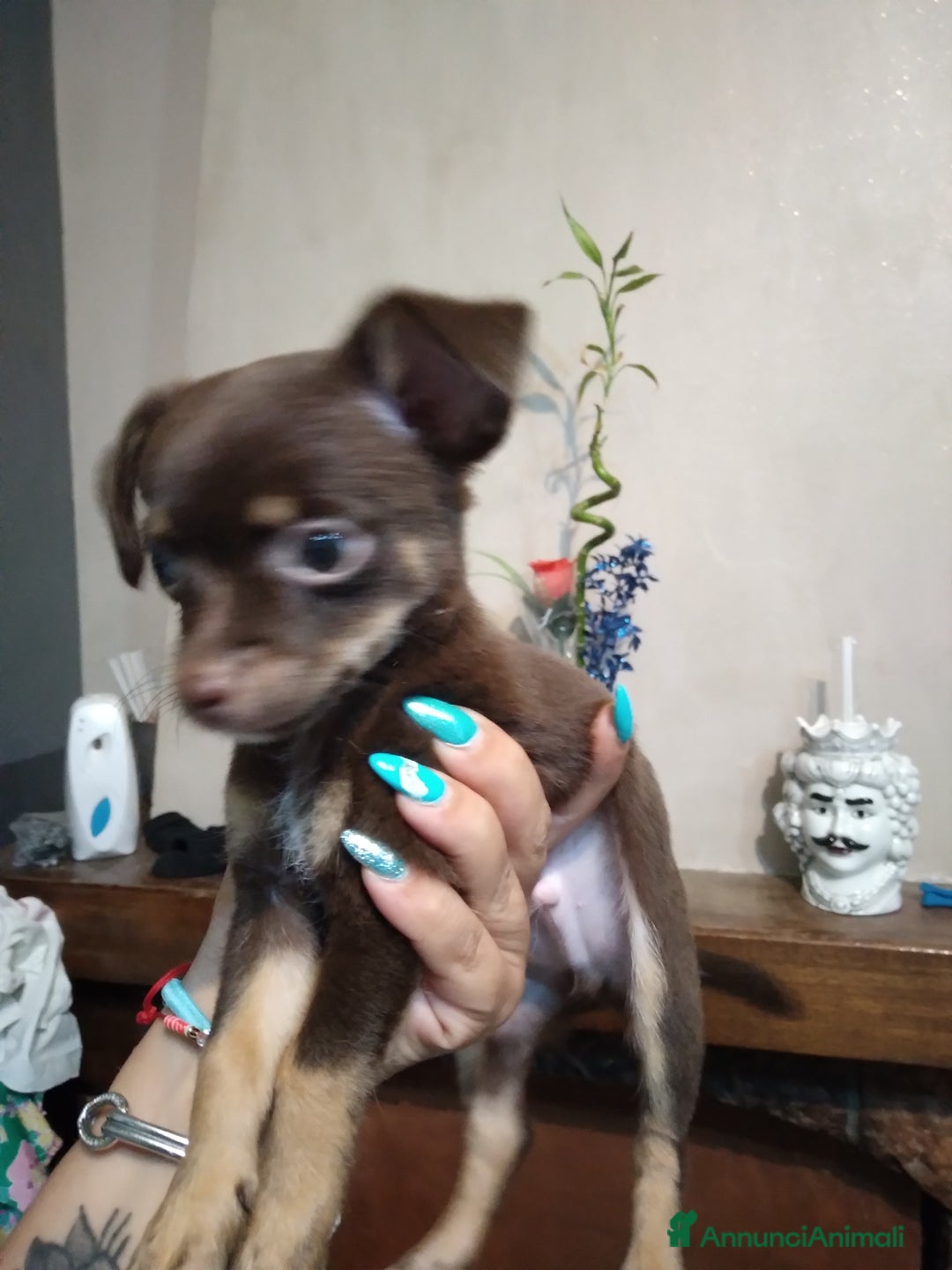 Chihuahua cani in vendita: Chiuhuahua  - Annuncio 1