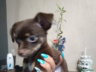 Chihuahua cani Chiuhuahua - Annuncio 30