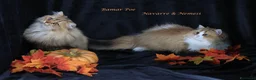 British gatti in vendita: Bamar Poe cattery  - Annuncio 10