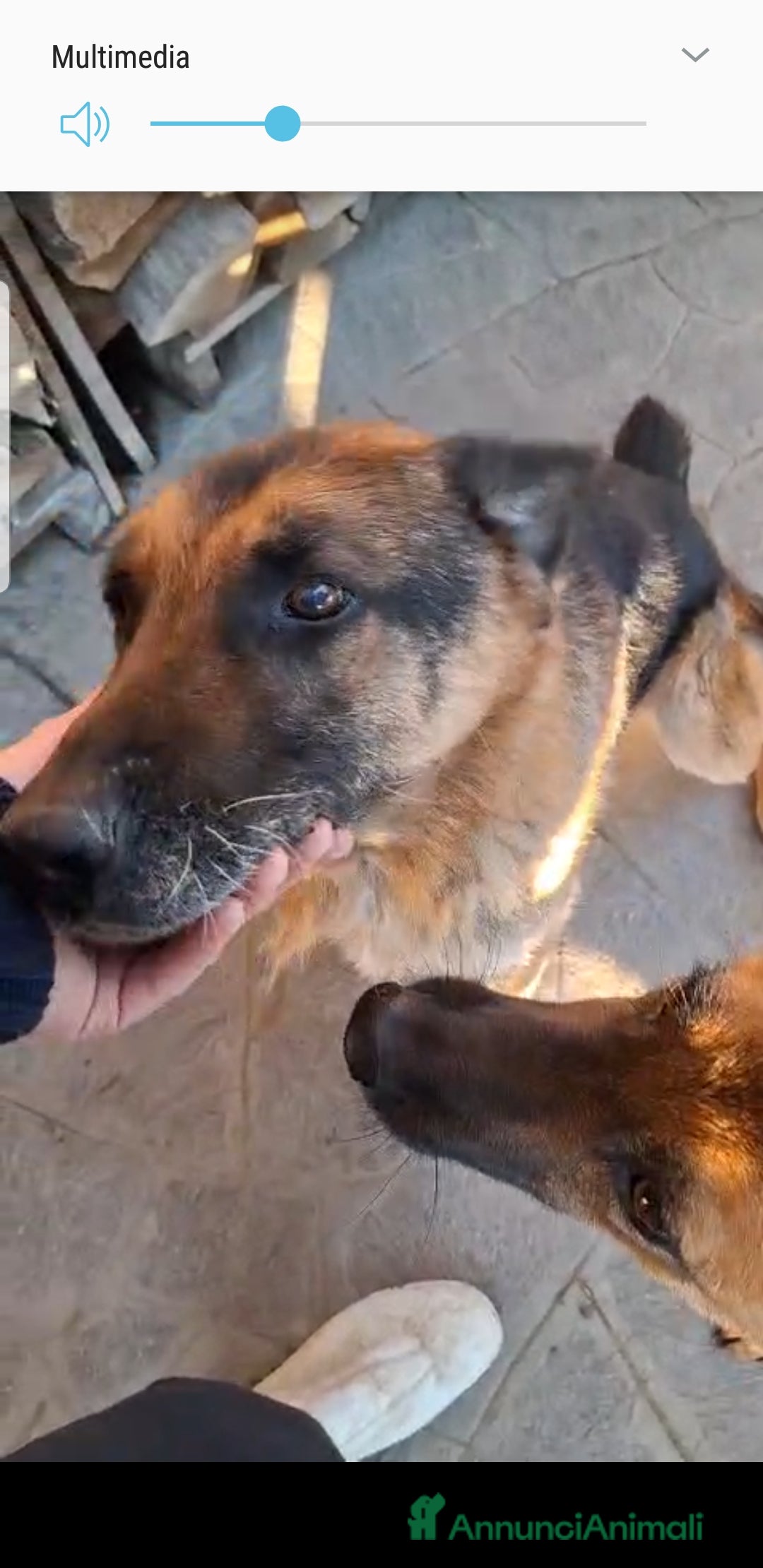 Pastore Tedesco cani in regalo: ADOZ.DEL CUORE:REX,11 anni,aiuto x le sue cure - Annuncio 3