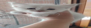 Pancake