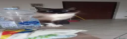 Siamese gatti in regalo: Regalo siamese di 1 anno circa femmina  - Annuncio 3