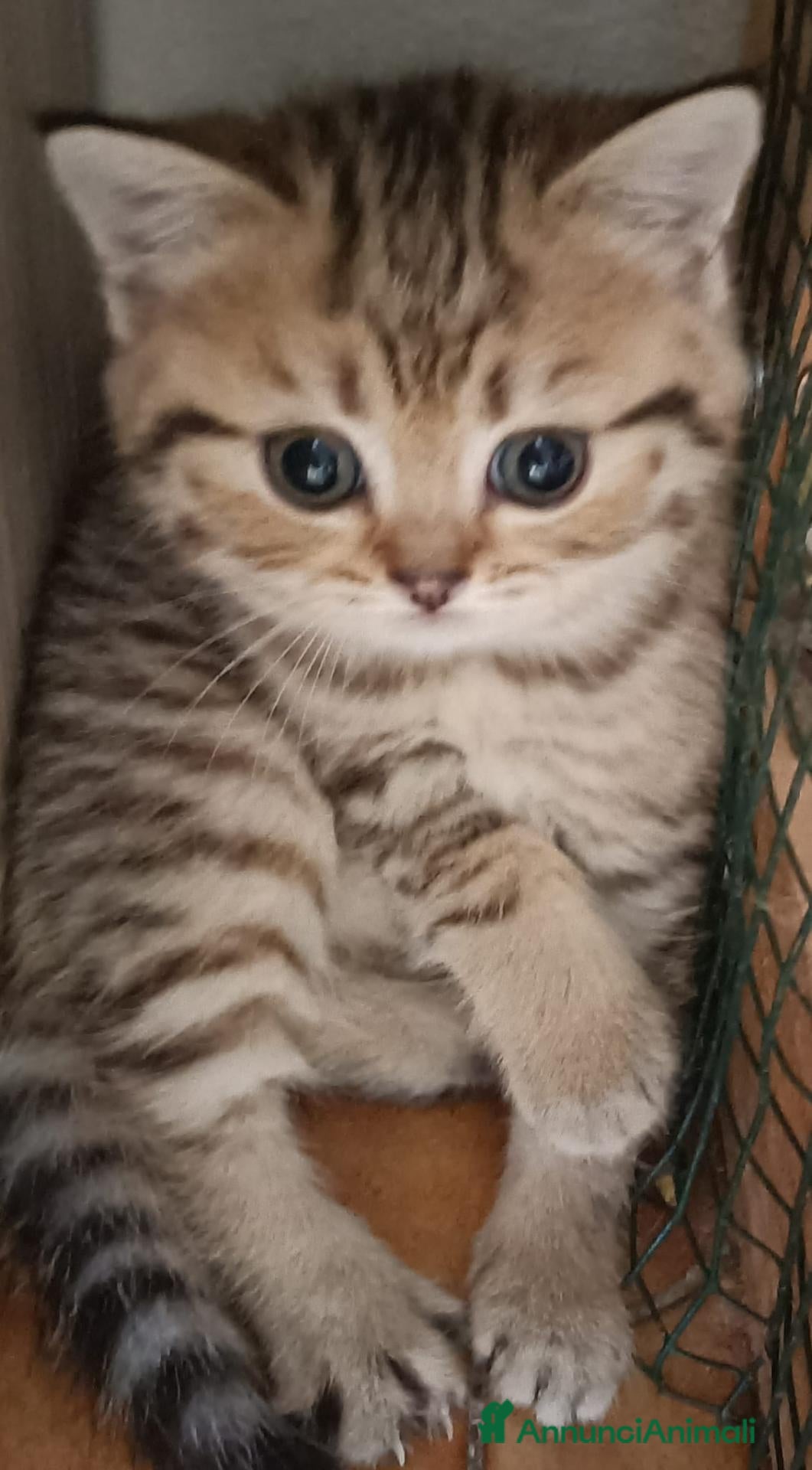 Scottish gatti Due splendide scottish  - Annuncio 2