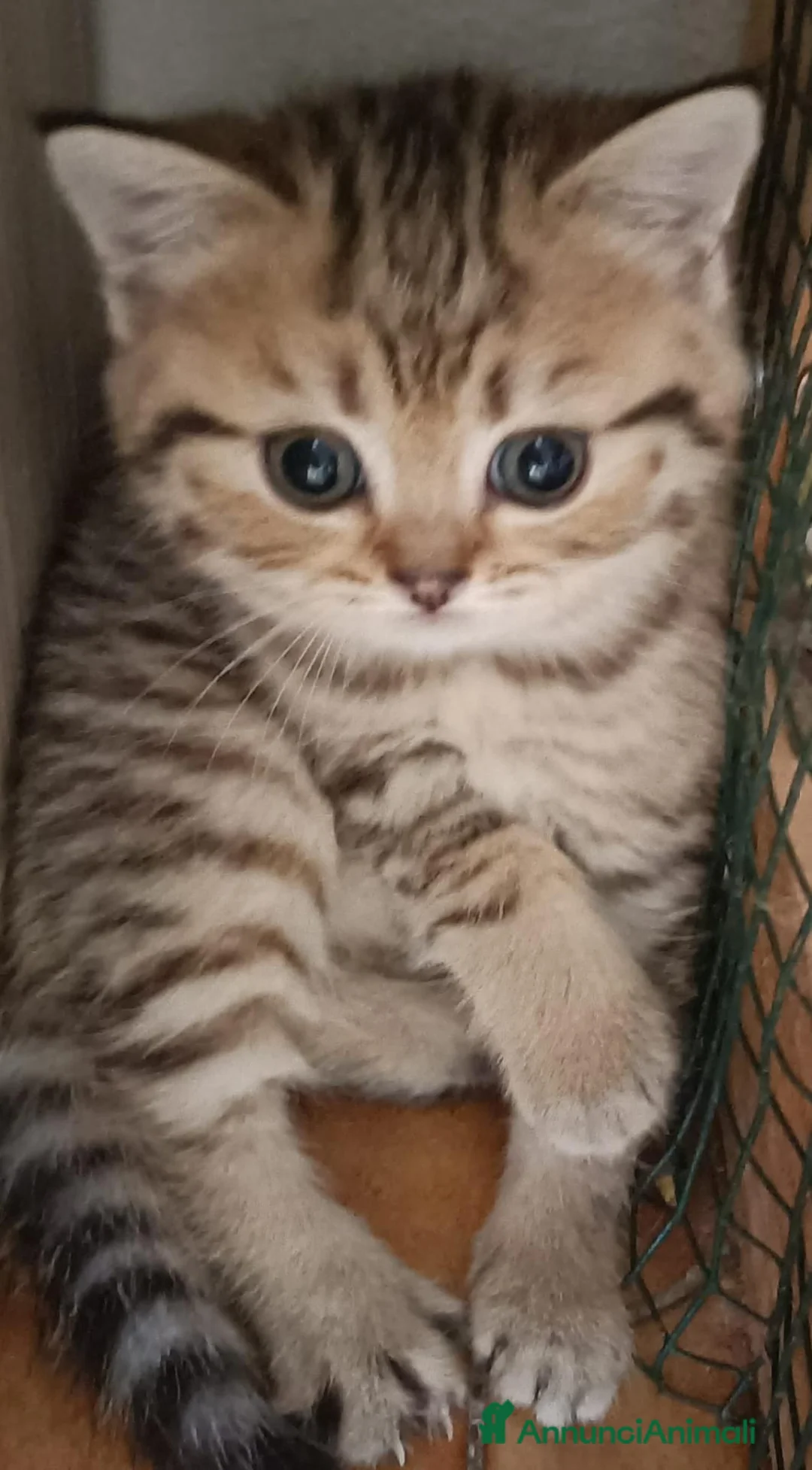 Scottish gatti in vendita: Due splendide scottish  - Annuncio 2