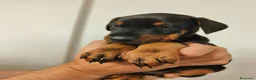 Dobermann cani in vendita: Cuccioli dobermann - Annuncio 3
