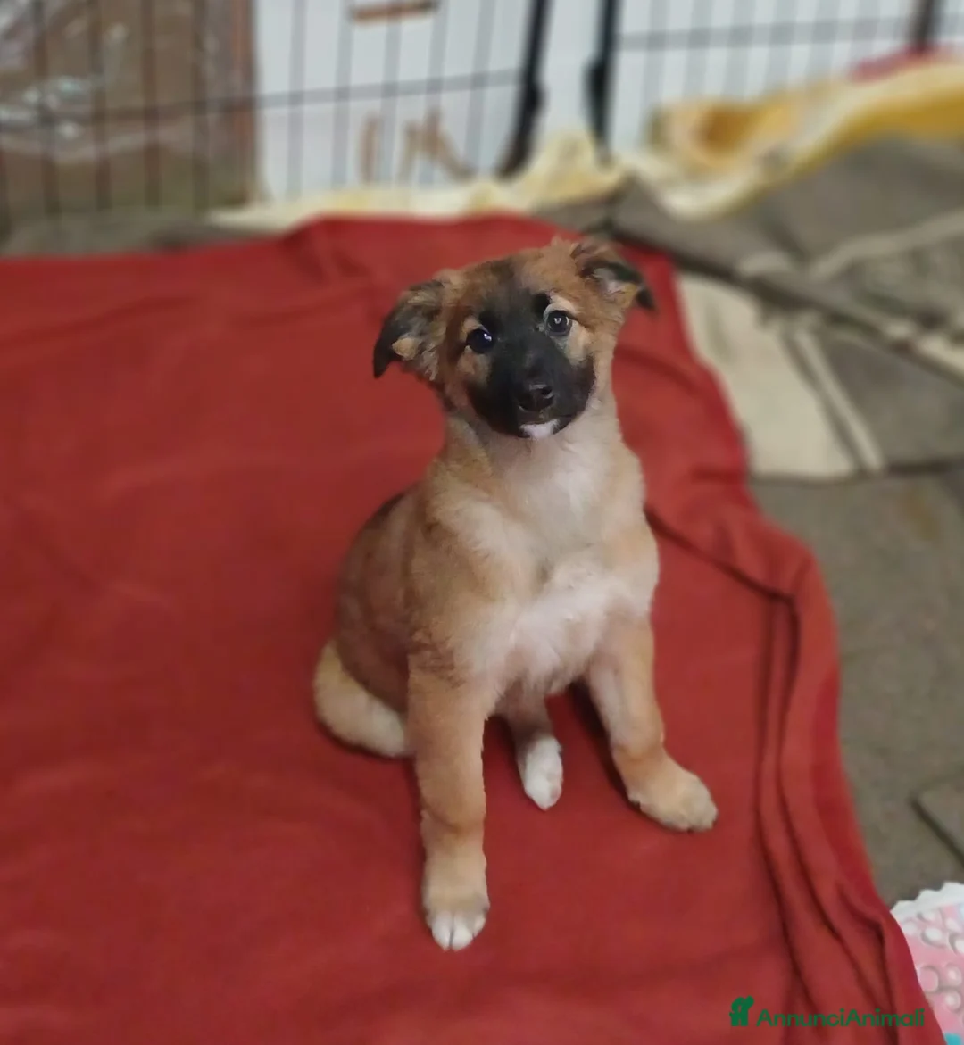 Meticcio cani in regalo: Tre cuccioli, incrocio malinois! (3 mesi)  - Annuncio 2