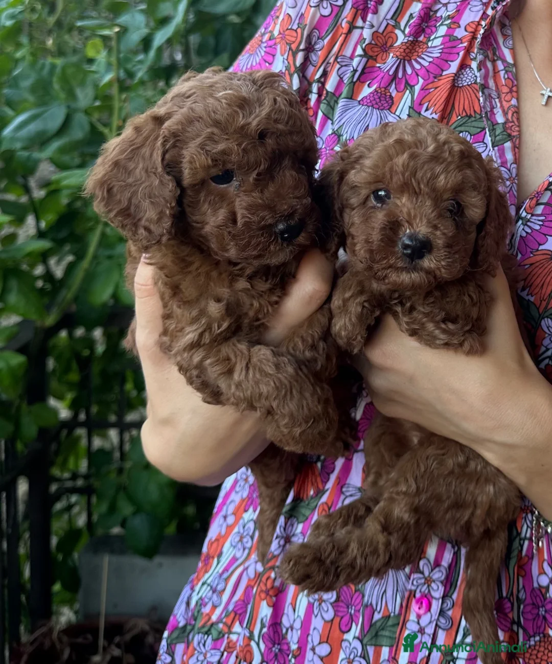 Barboncino Toy cani in vendita: Barboncini Toy a Provincia di Modena - Annuncio 1