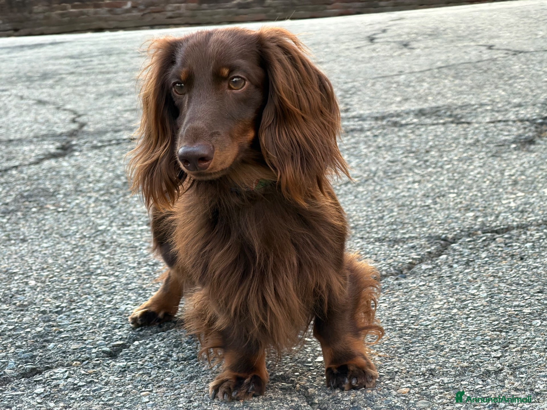Bassotto Nano cani Bassotto nano pelo lungo per accoppiamento - Annuncio 9