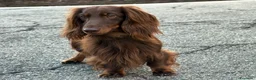 Bassotto Nano cani per accoppiamento: Bassotto nano pelo lungo per accoppiamento - Annuncio 1