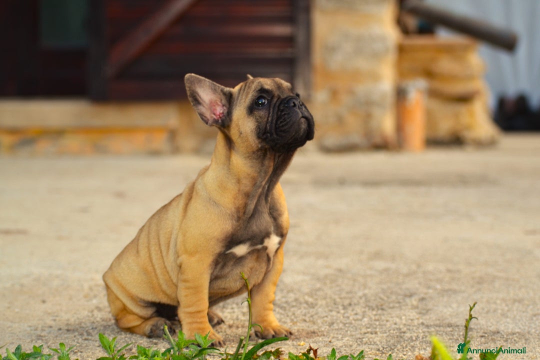 Bulldog Francese cani in vendita: Fulva femmina bulldog francese a Provincia di Rieti - Immagine 5