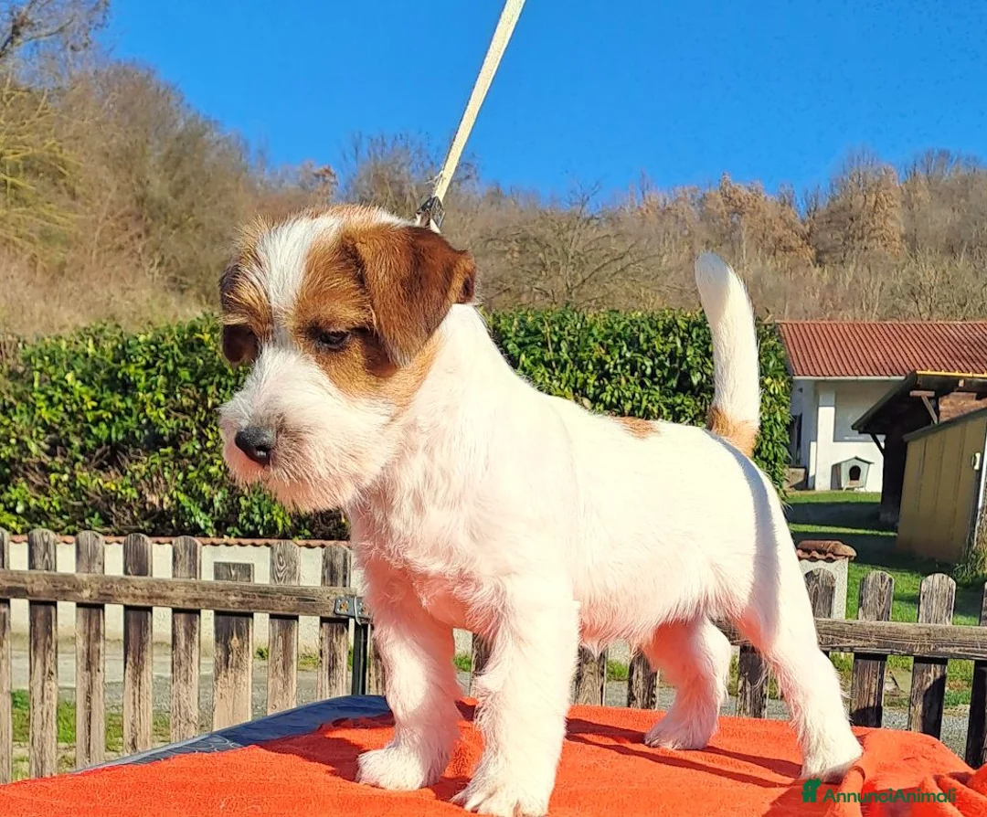 Jack Russell cani in vendita: Cucciol0 Jack ruvid0 - Annuncio 22