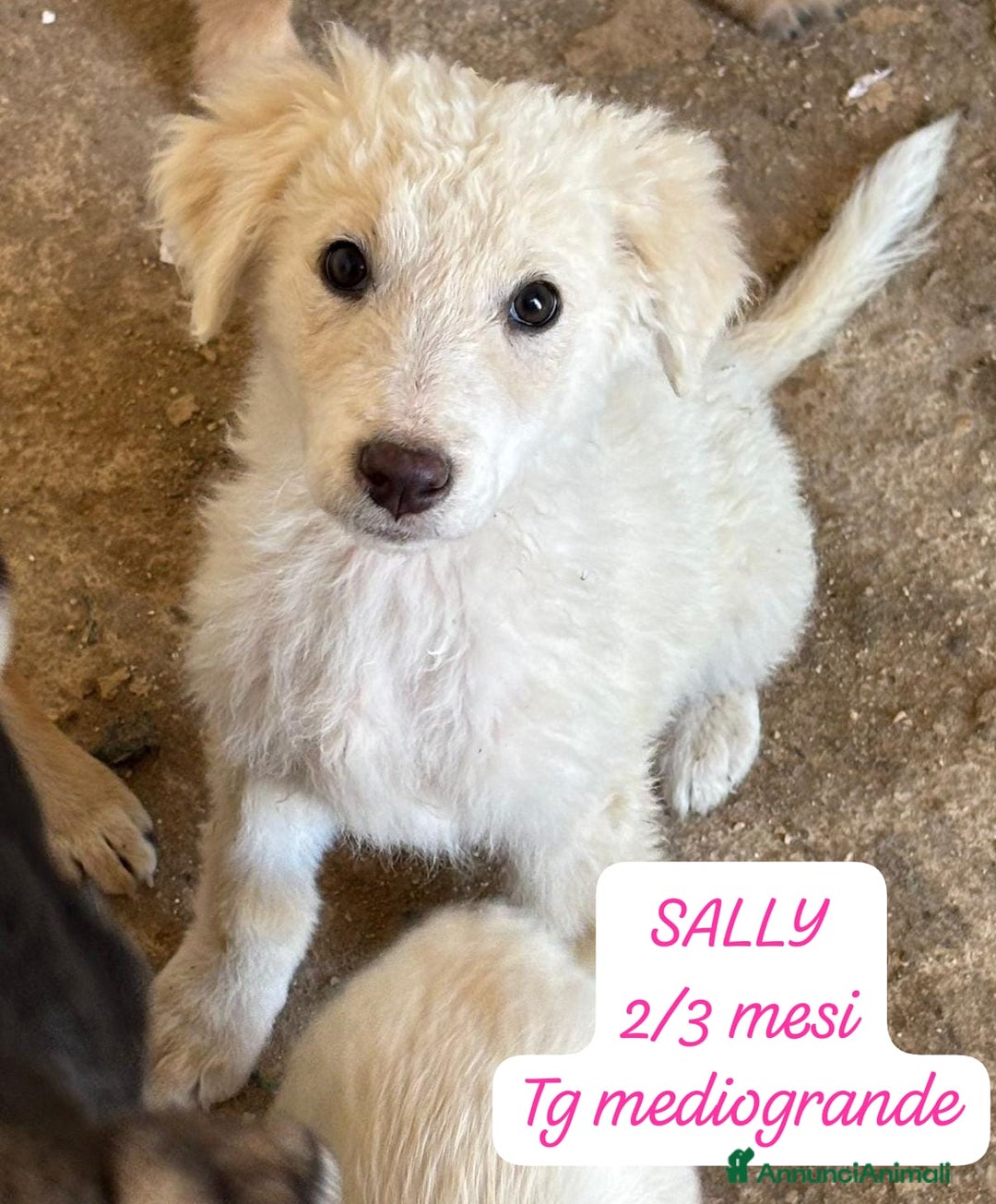 Meticcio cani in regalo: Adotta un cucciolo invisibile  - Annuncio 3