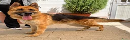 Pastore Tedesco cani in regalo: RAMOS PASTORE TEDESCO - Annuncio 1