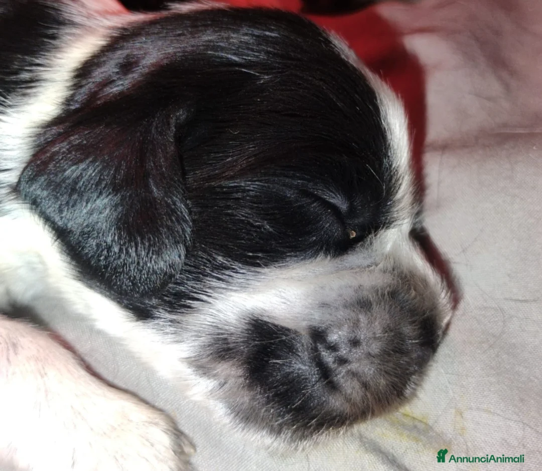 Cocker cani in vendita: Cucciolata Cocker spaniel inglese Blu roani  a Provincia di Mantova - Annuncio 2