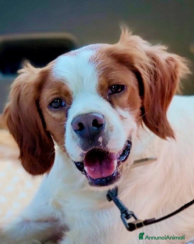 Breton cani Breton 3anni 13kg RISCHIA DI TORNARE AL SUD.MODENA a Città metropolitana di Milano - Annuncio 3