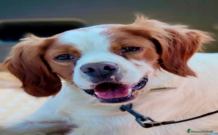 Breton cani a Città metropolitana di Milano - Annuncio 2