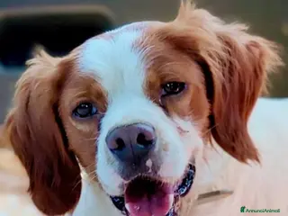 Breton cani Breton 3anni 13kg RISCHIA DI TORNARE AL SUD.MODENA a Città metropolitana di Milano - Annuncio 4