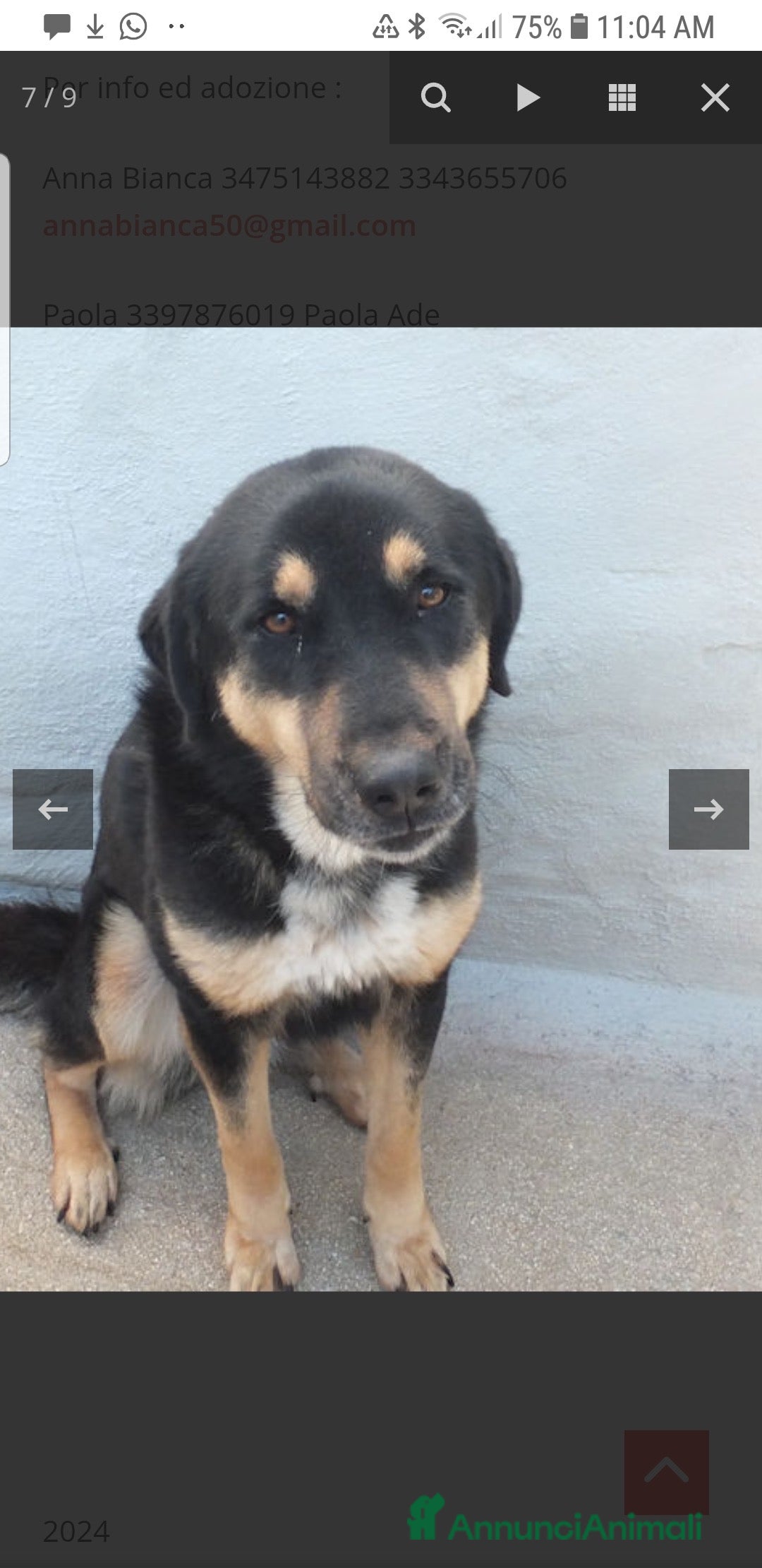 Altre razze cani in regalo: ADOZIONE DEL CUORE PER AFRICA, chiusa in box - Annuncio 3