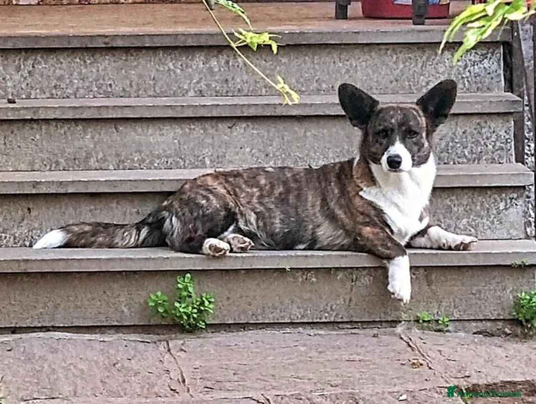 Immagine della galleria {{count}}