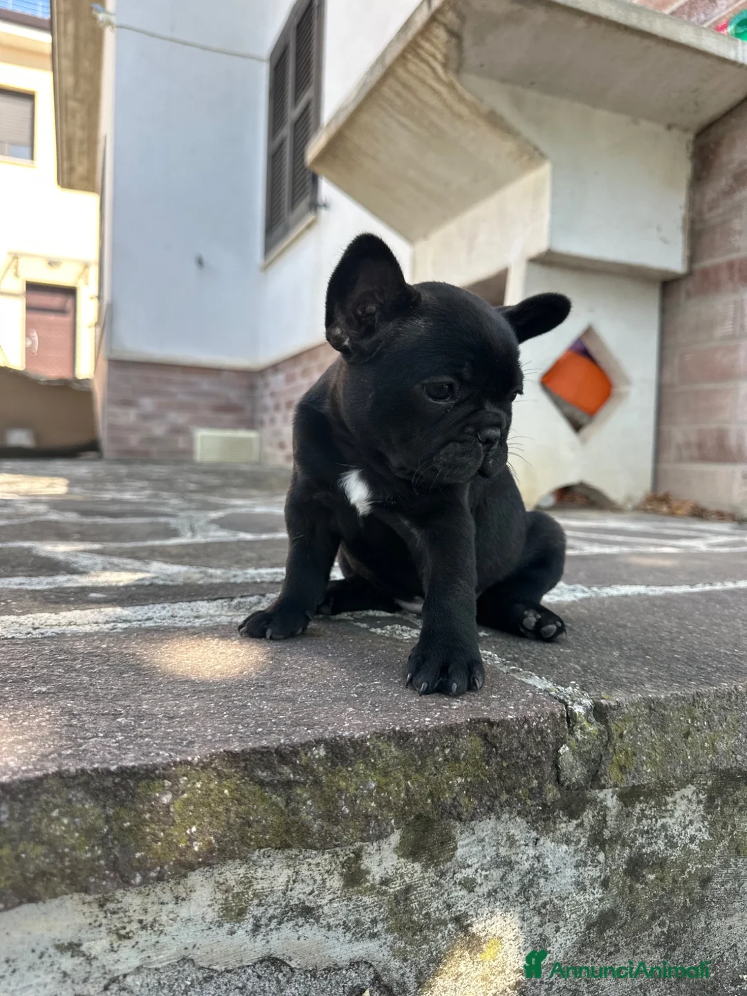 Bulldog Francese cani in vendita: bulldog francese nero tigrato  - Annuncio 2
