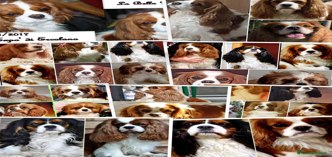 Immagine della galleria {{count}}