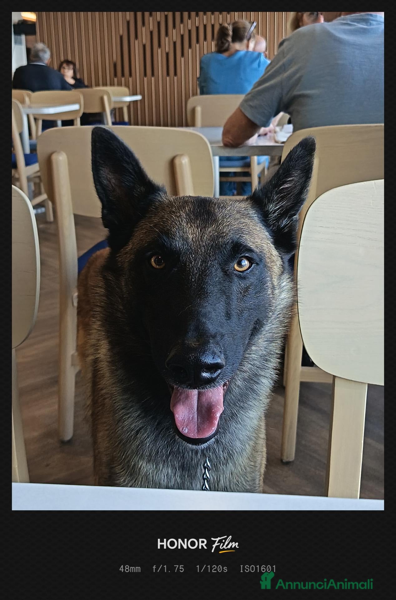 Pastore Belga cani Pastore belga malinois - Annuncio 12