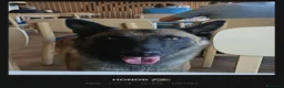Pastore Belga cani per accoppiamento: Pastore belga malinois a Città Metropolitana di Torino - Annuncio 1