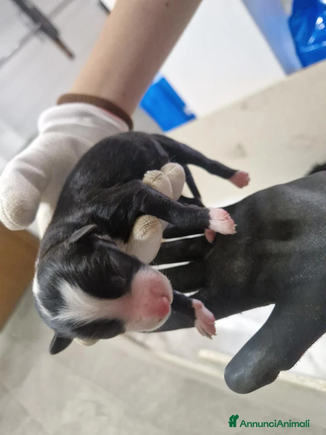 Meticcio cani in vendita: 6 Cuccioli cercano casa - Annuncio 9