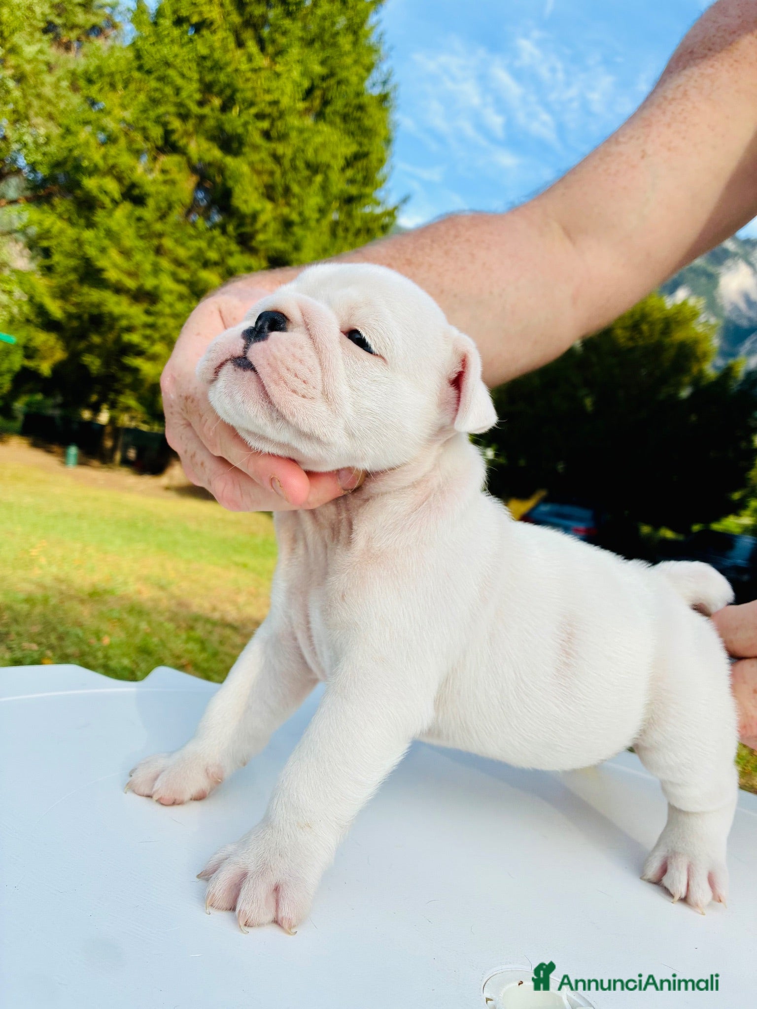 Bulldog cani Cuccioli Bulldog Inglese - Annuncio 1
