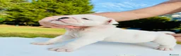 Bulldog cani in vendita: Cuccioli Bulldog Inglese - Annuncio 1