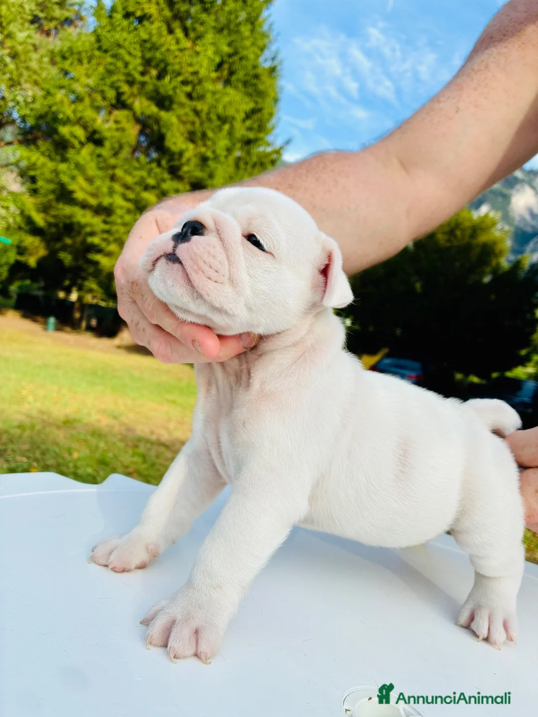 Bulldog cani in vendita: Cuccioli Bulldog Inglese - Annuncio 1