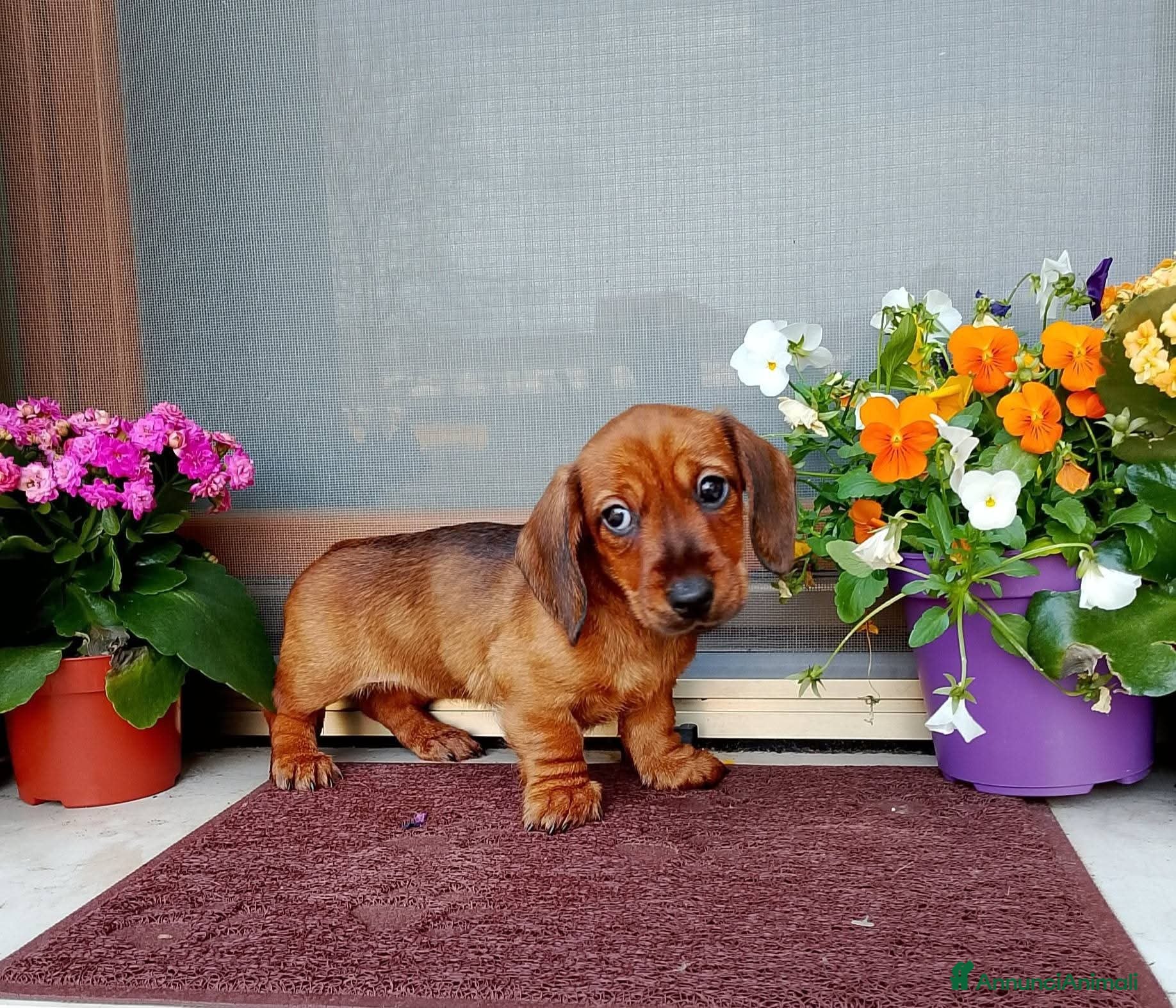 Bassotto cani Bassotto pelo duro femmina  - Annuncio 1