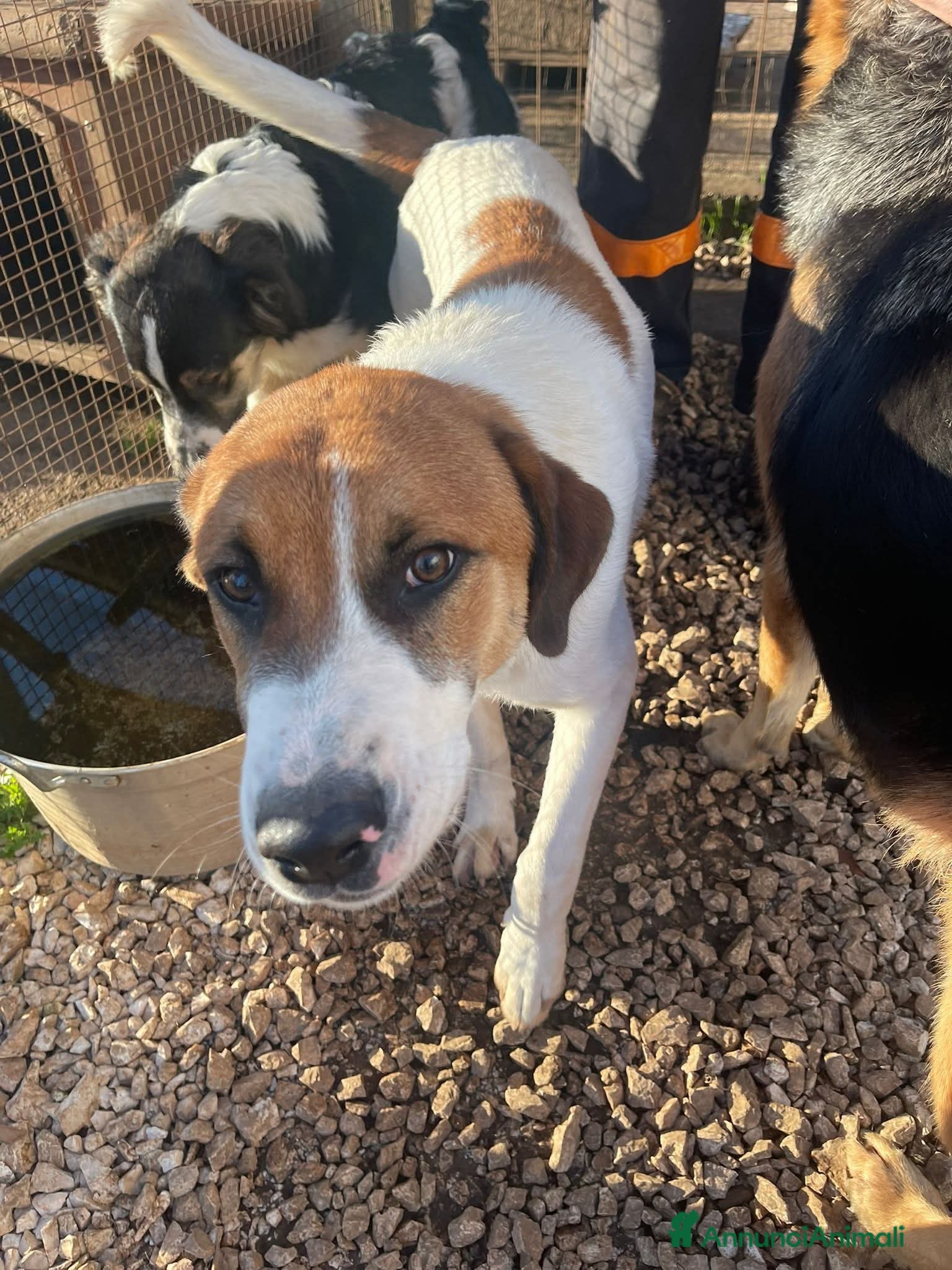 Meticcio cani 6/7 mesi, cucciolo bello e simpatico - Annuncio 1