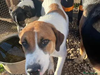 Meticcio cani 6/7 mesi, cucciolo bello e simpatico - Annuncio 1