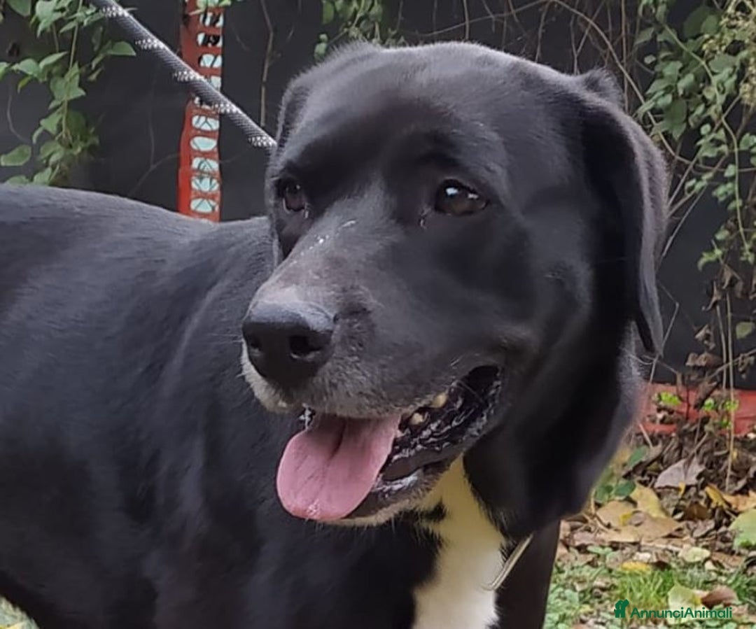 Meticcio cani in regalo: PENELOPE STA CERCANDO UNA FAMIGLIA - Annuncio 4