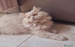 Scottish gatti in vendita: Scottish Femmina  a Provincia di Pavia - Immagine 2