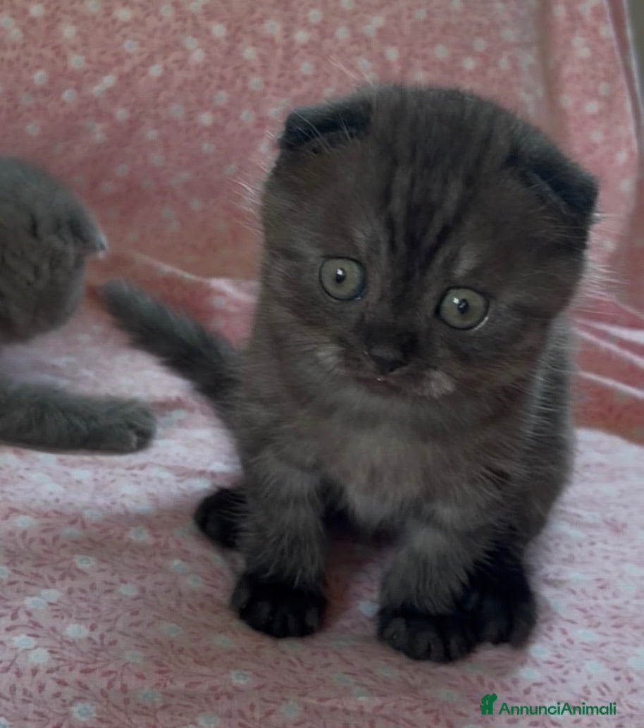 Scottish gatti Scottish fold e straight  - Annuncio 4