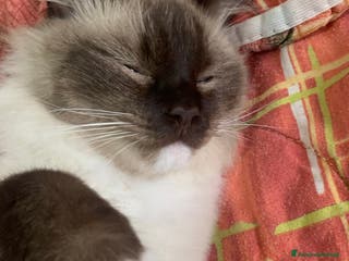 Ragdoll gatti Splendidi Ragdoll da accoppiamento - Annuncio 3