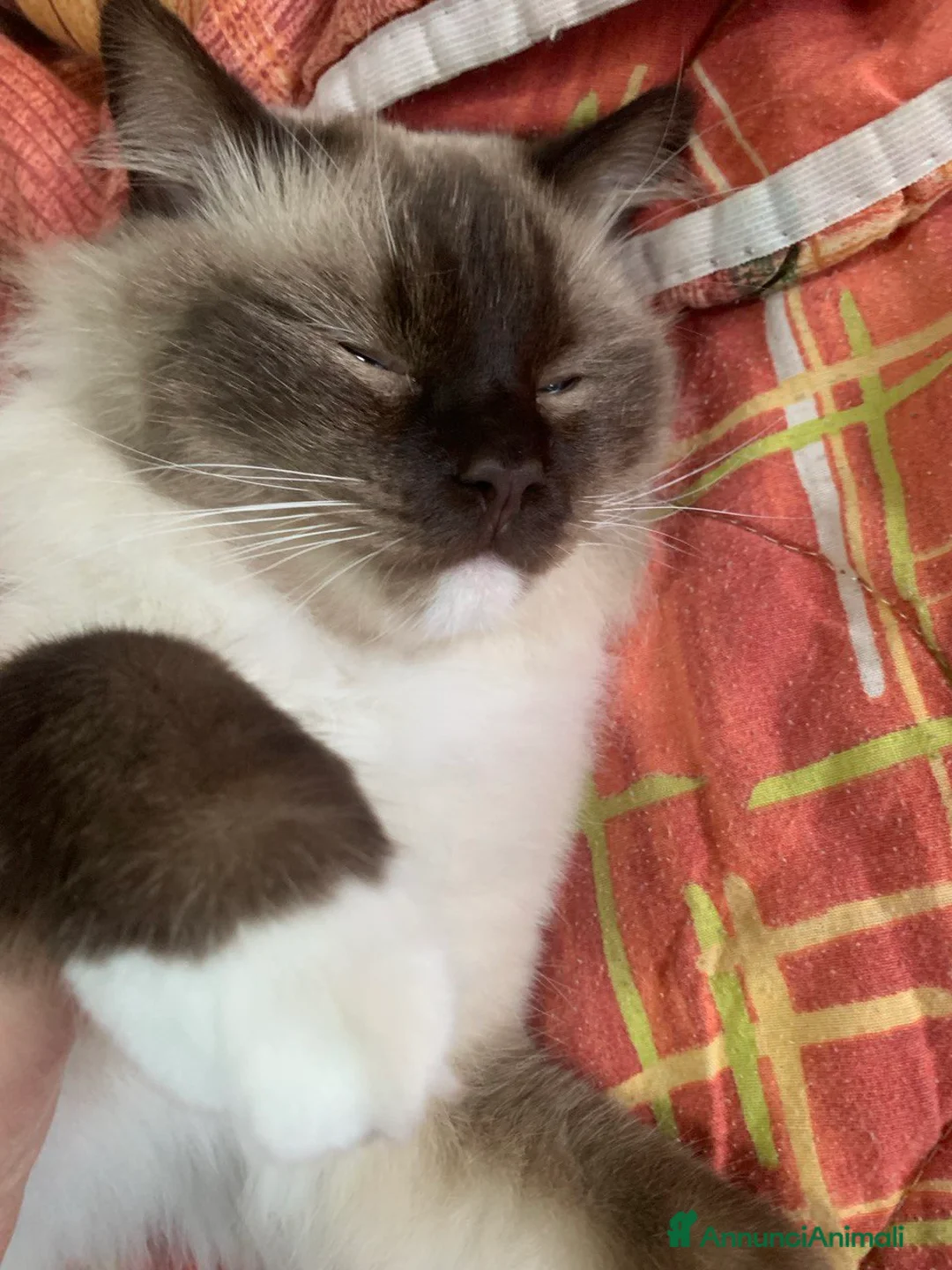 Ragdoll gatti per accoppiamento: Splendidi Ragdoll da accoppiamento - Annuncio 1