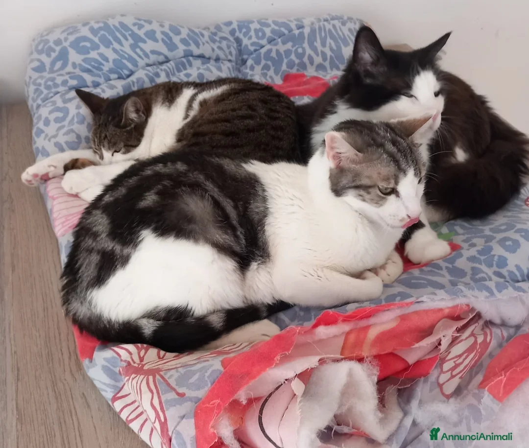 Europeo gatti in regalo: Miele, adorabile gatto da adottare! - Annuncio 4