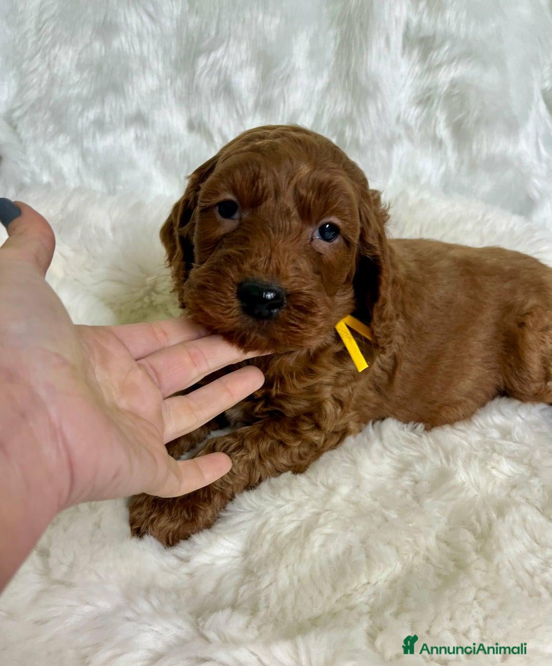 Golden Retriever cani in vendita: Australian Golden DoubleDoodle - Annuncio 8