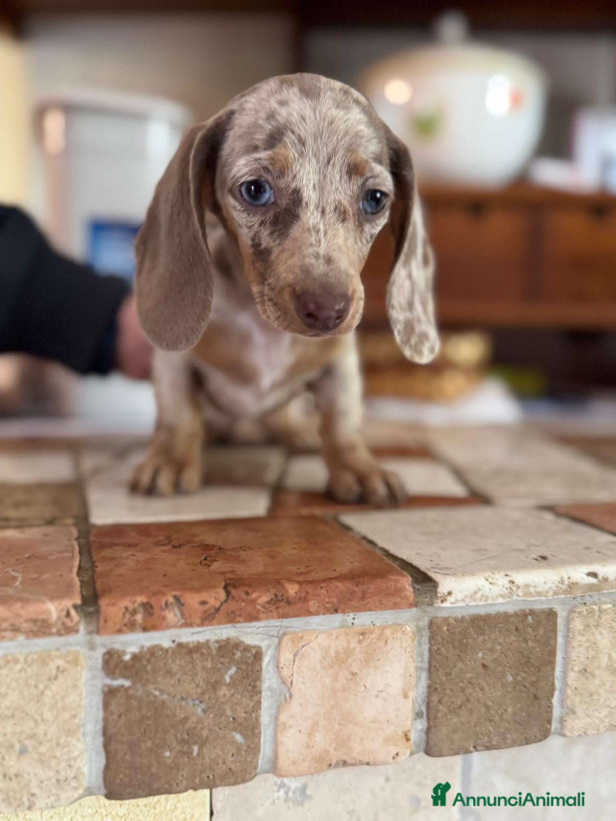 Bassotto cani Cucciola di Bassotto - Annuncio 18