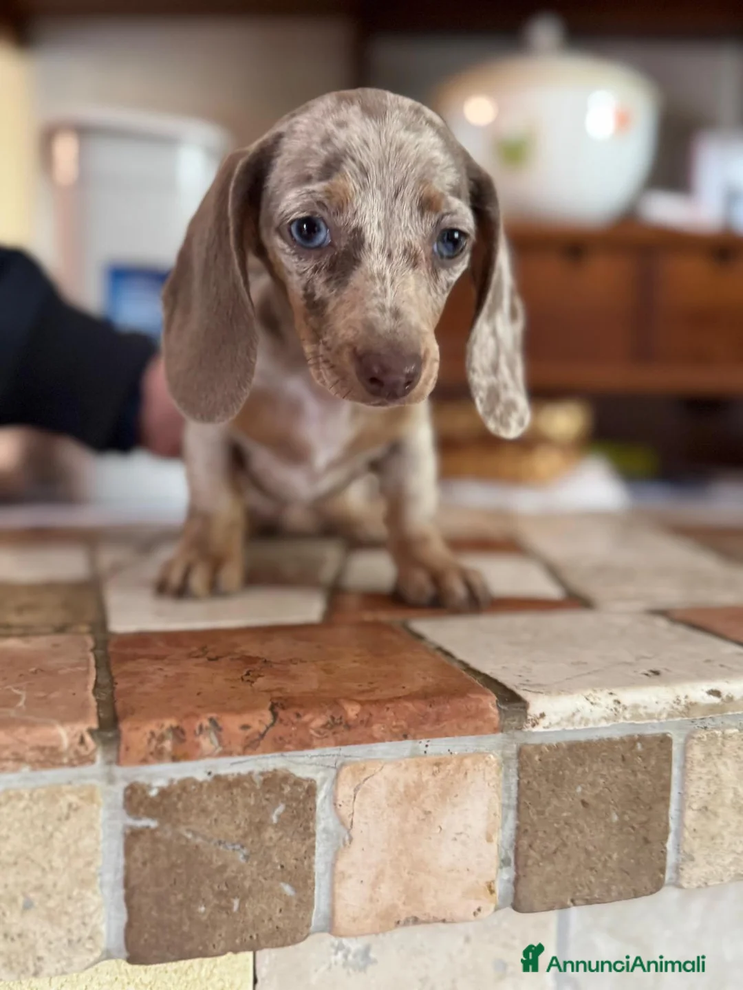 Bassotto cani in vendita: Cucciola di Bassotto - Annuncio 1