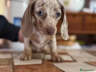 Bassotto cani Cucciola di Bassotto - Annuncio 18