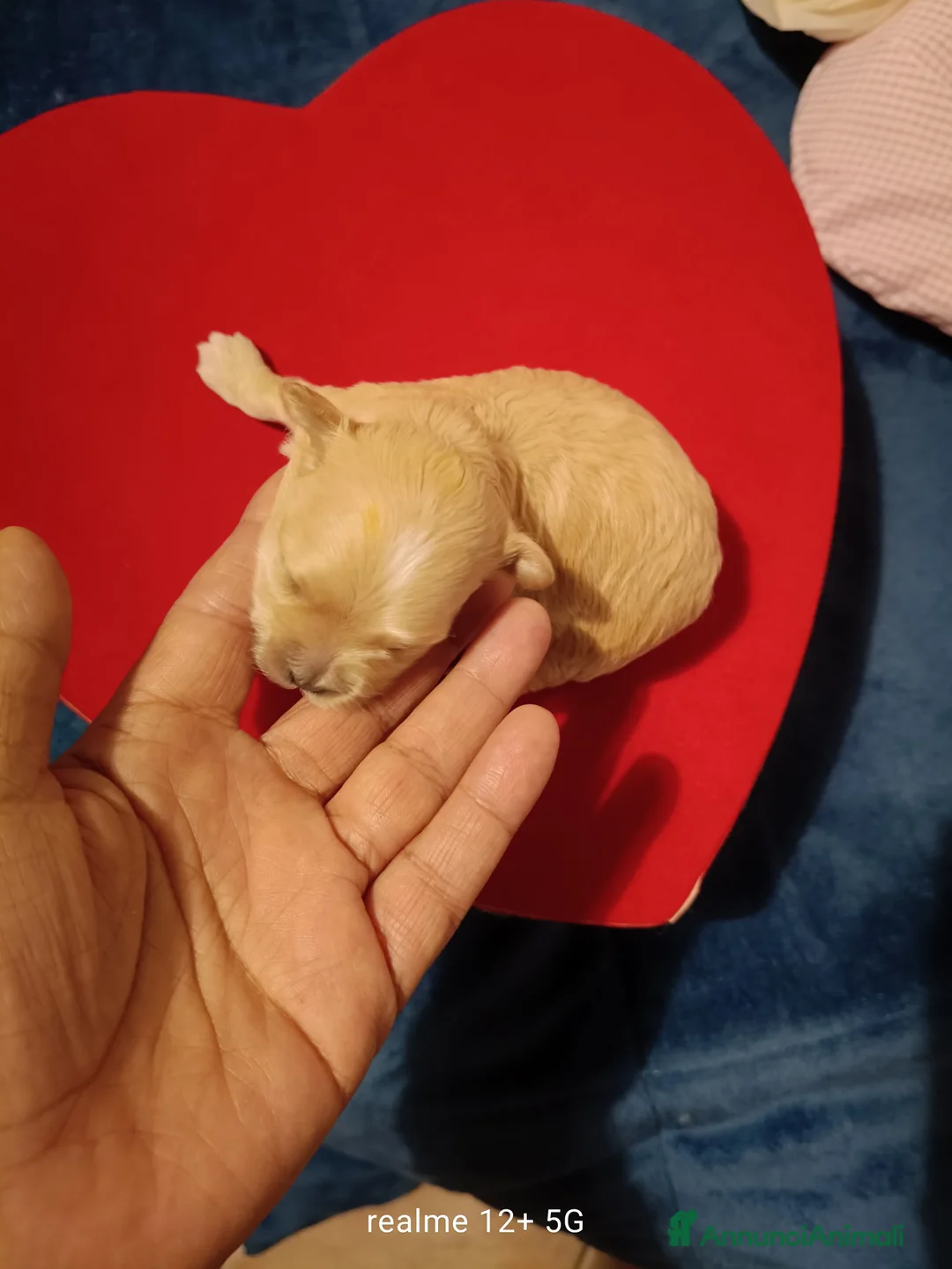 Maltipoo cani in vendita: Maltipoo  - Annuncio 1