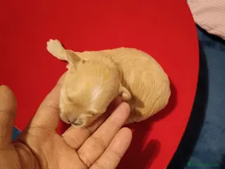 Maltipoo cani Maltipoo - Annuncio 1