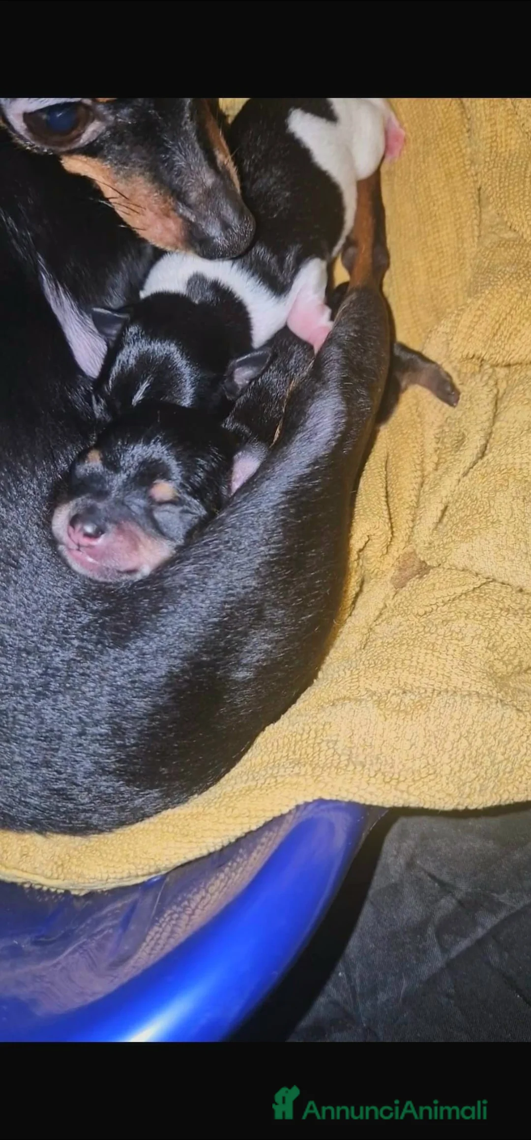 Meticcio cani in vendita: Cuccioli maschietti di ChiPin disponibili a Provincia di Modena - Annuncio 2